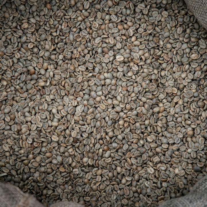 Raw green coffee beans filling a burlap sack