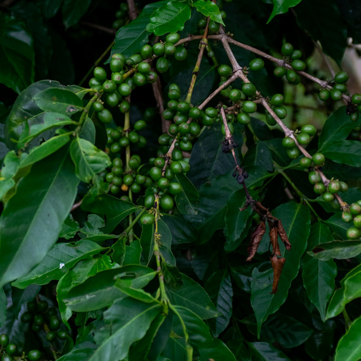 Unripe green coffee cherries growing on a branch at a coffee farm in Ibanda, Uganda