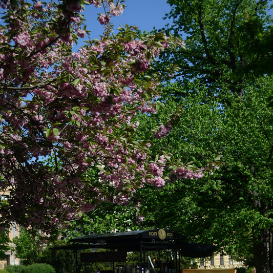 A vintage mobile coffee cart standing on open grass outdoors beneath a blooming tree