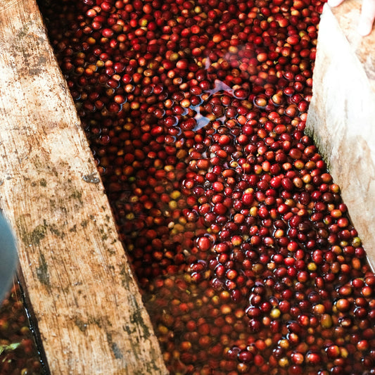 Ripe red coffee cherries floating in a wooden water tank at a wet mill before depulping