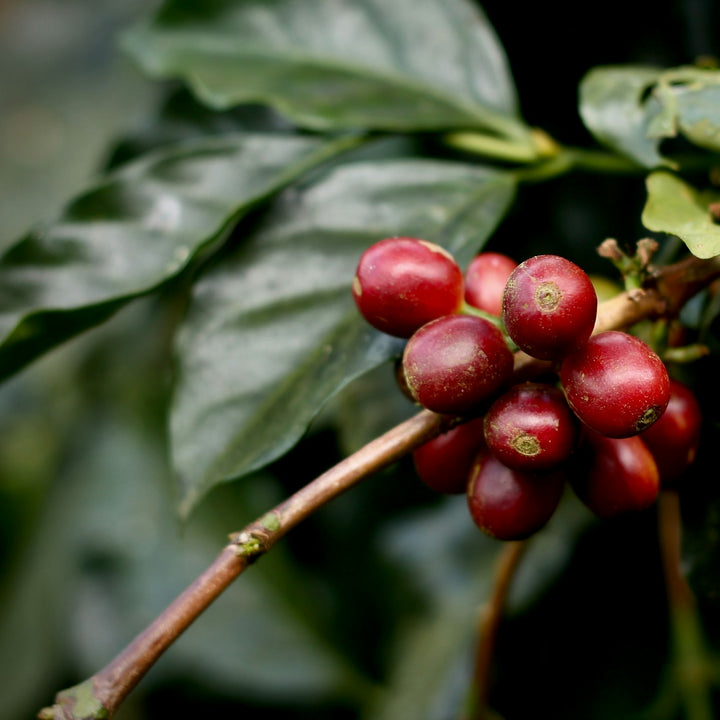 Ripe red coffee cherries on a branch with green leaves
