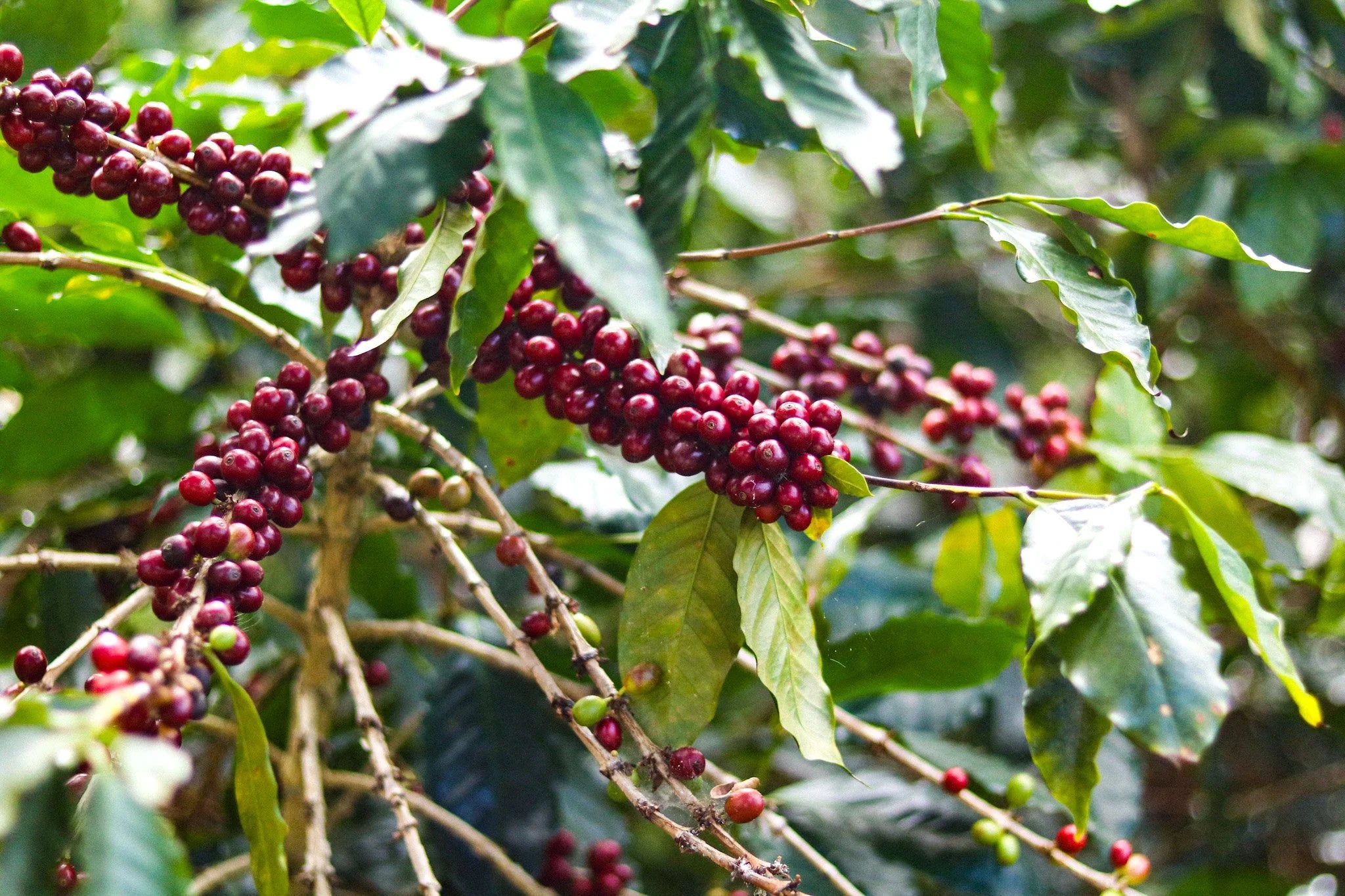 Inheritance Coffee
