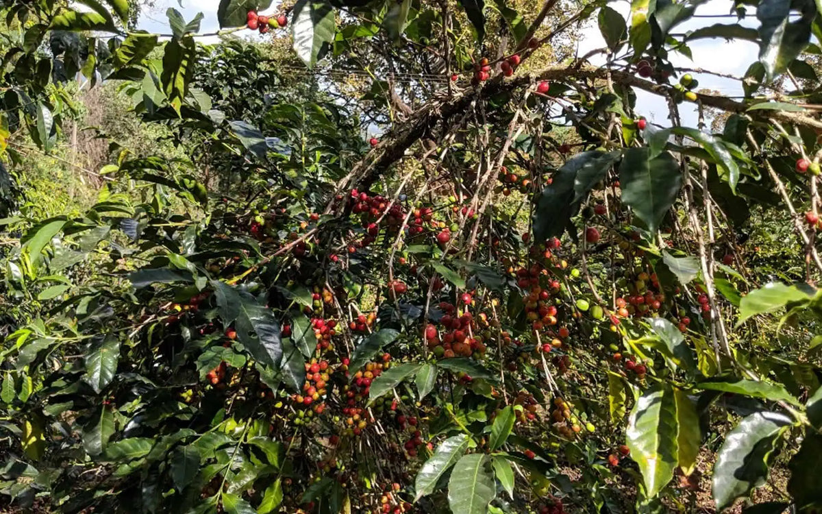 Inheritance Coffee