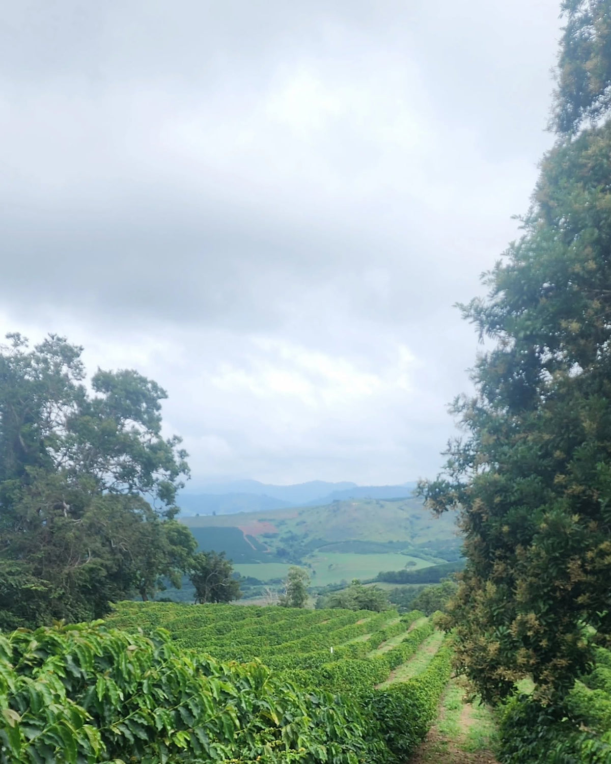 Misty coffee-growing hills and forest, sourced by Inheritance Coffee, Pensacola, FL roaster for cafes and home brewers
