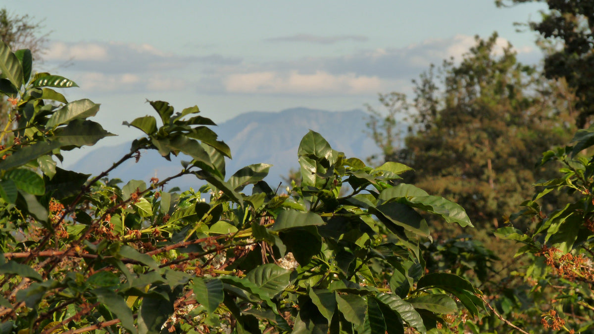 Coffee trees on a hillside with mountains behind - origin sourced by Inheritance Coffee, Pensacola, FL serving cafes, churches and home brewers