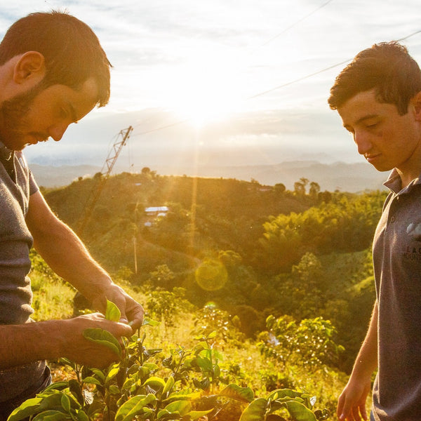 Elías & Shady Bayter - Inheritance Coffee