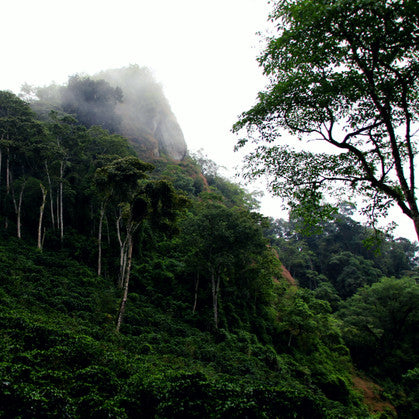 Nicaragua La Bastilla - Inheritance Coffee