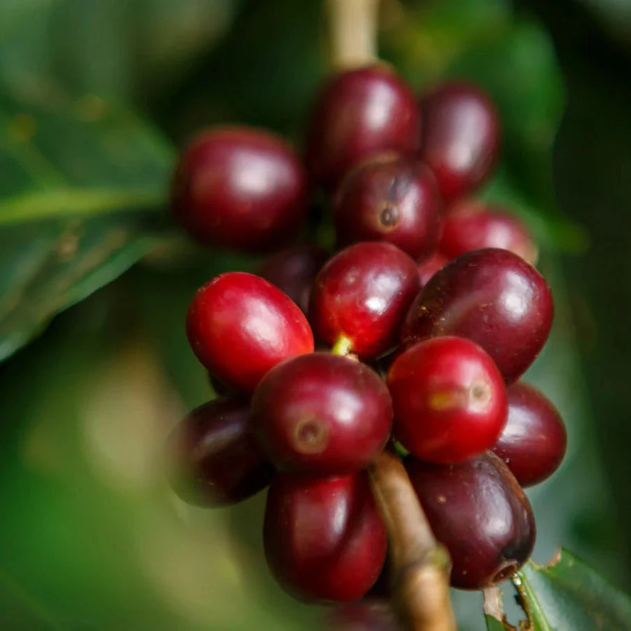Red coffee berries on a branch with green leaves