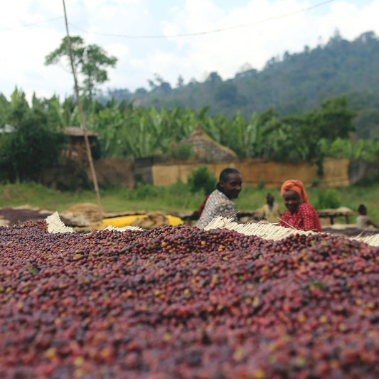 Coffee berries drying on the ground with people in the background, surrounded by greenery.