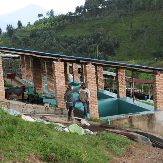 Rwanda Kibirizi - Inheritance Coffee