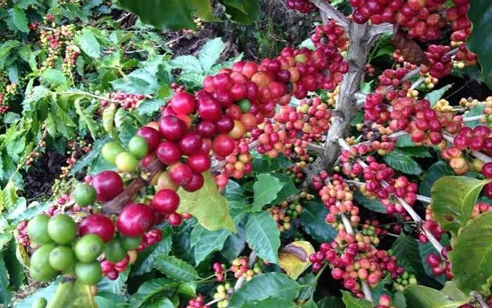 Inheritance Coffee