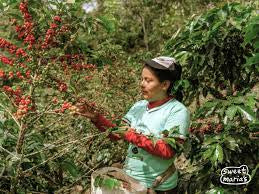 Organic Peru Decaf