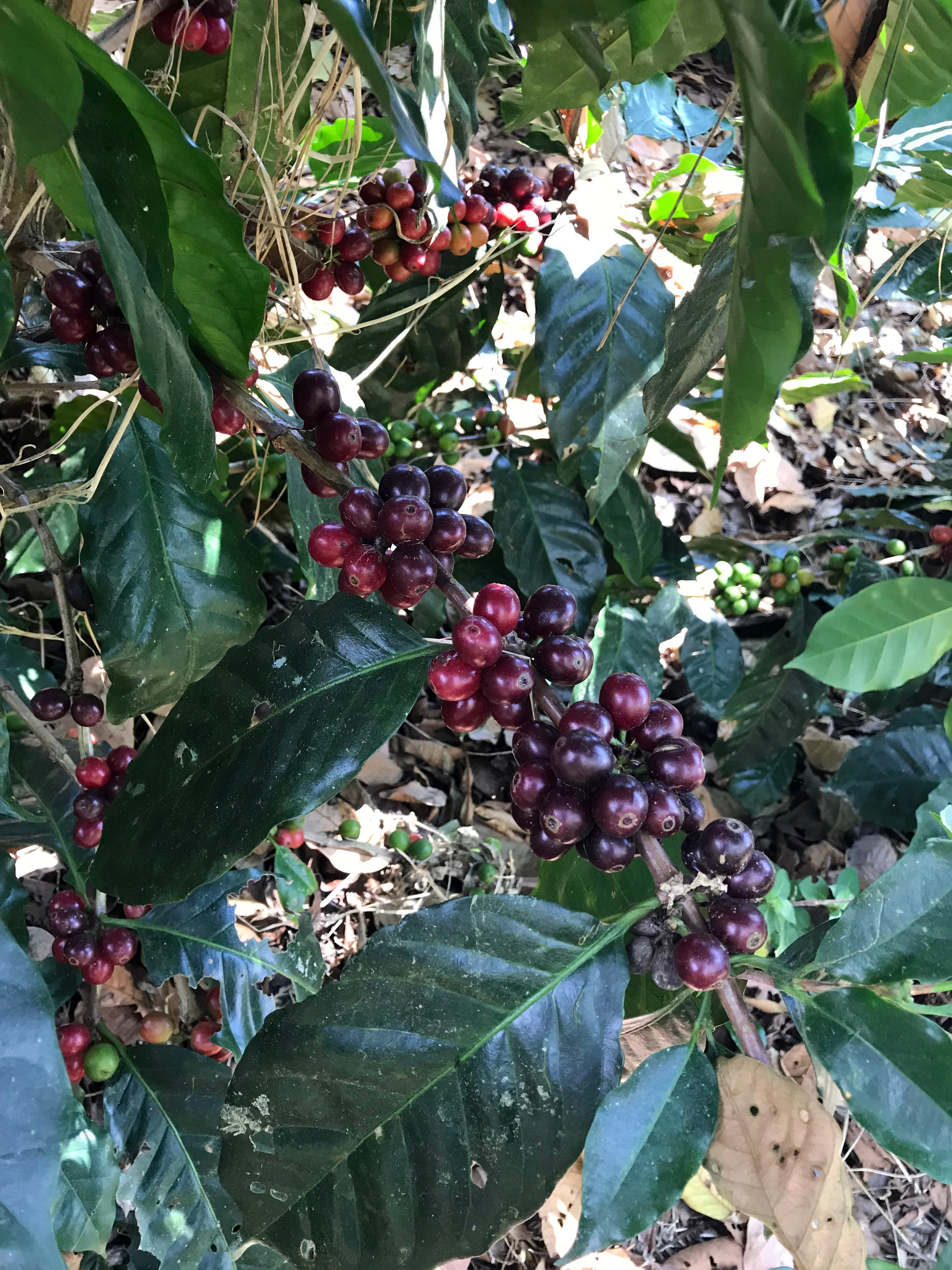 Inheritance Coffee