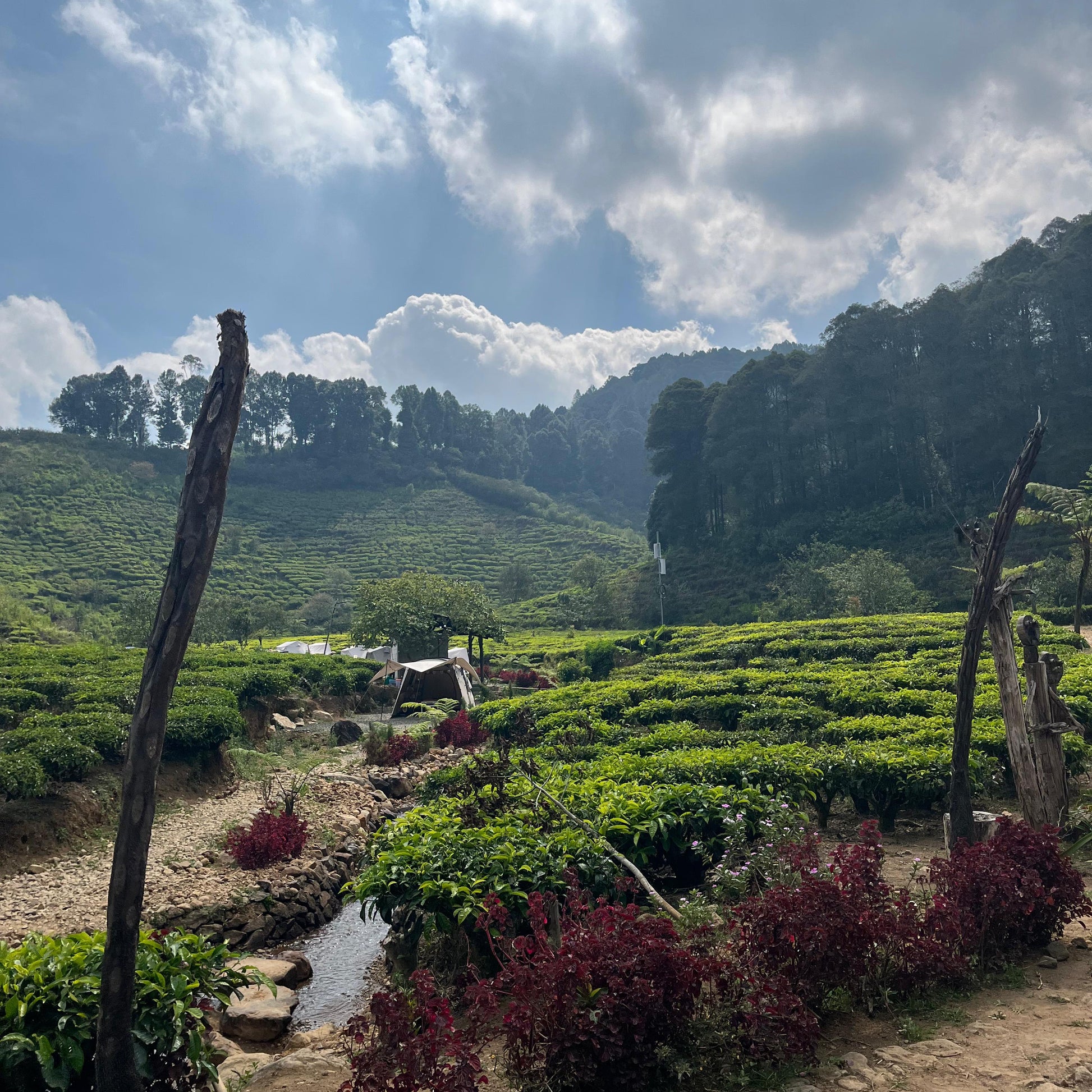 Scenic view of a tea plantation with a clear blue sky and clouds.