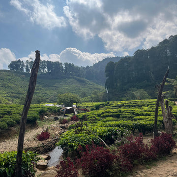 Scenic view of a tea plantation with a clear blue sky and clouds.