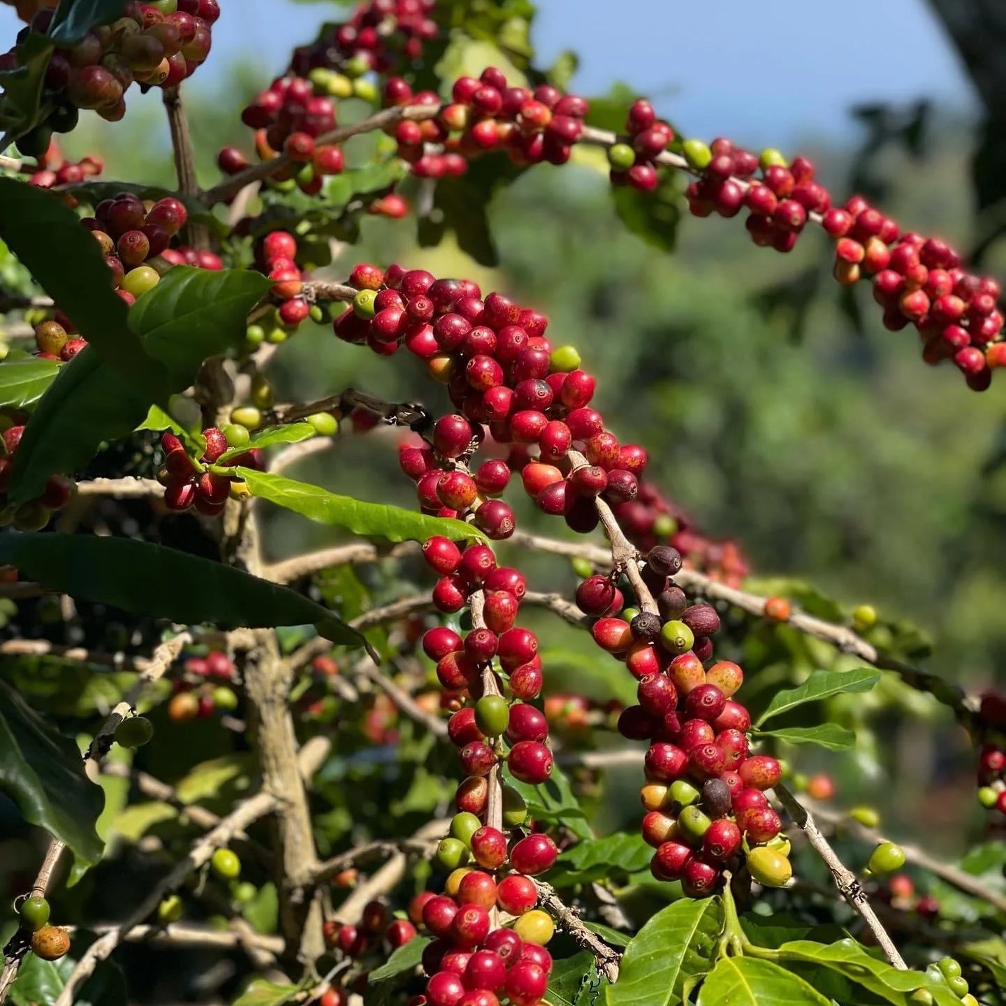 Red coffee berries on a branch with green leaves