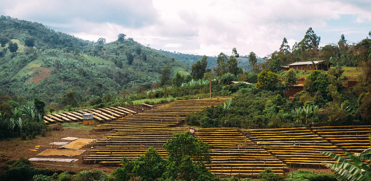 Hillside with rows of drying coffee beans under a cloudy sky