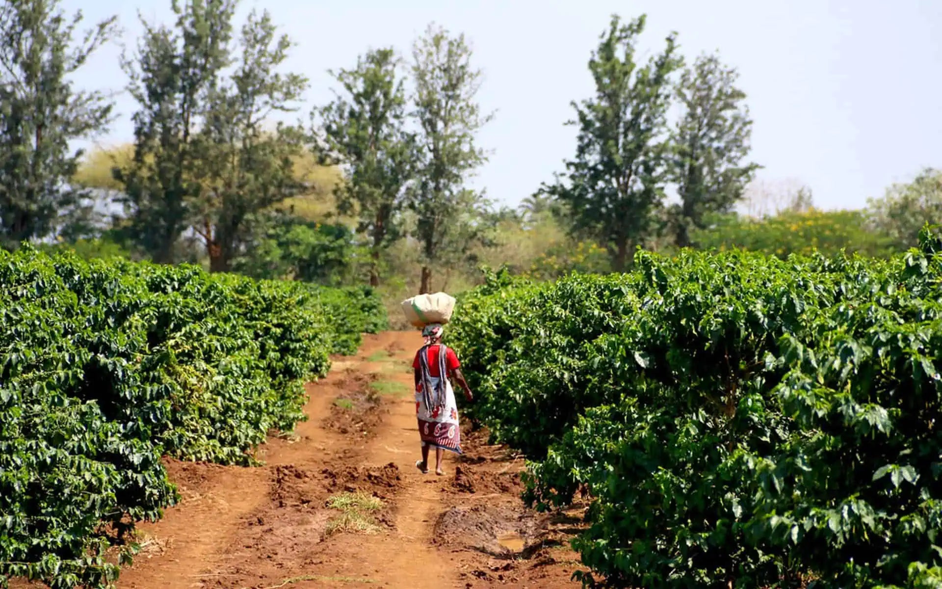Woman walking through a coffee plantation carrying a basket on her head.