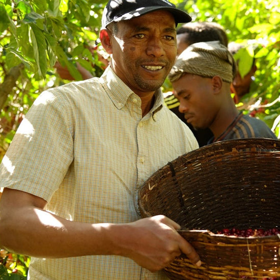 Ethiopia Suke Quto - Inheritance Coffee