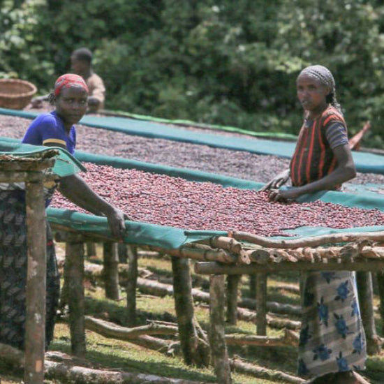 Ethiopia Guji Decaf - Inheritance Coffee