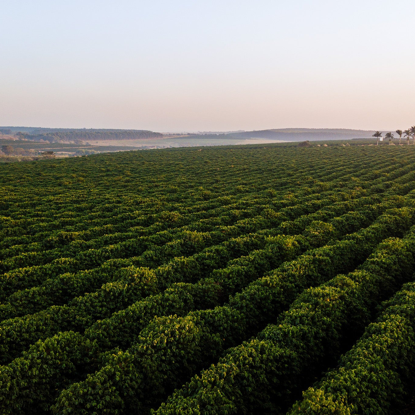 Aerial view of a large green field with rows of crops under a clear sky.