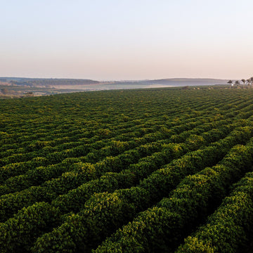 Aerial view of a large green field with rows of crops under a clear sky.