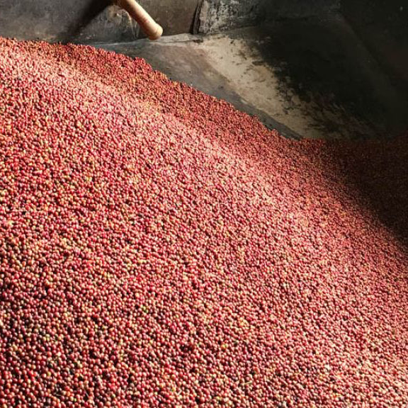 Close-up of red beans on a surface with a blurred background