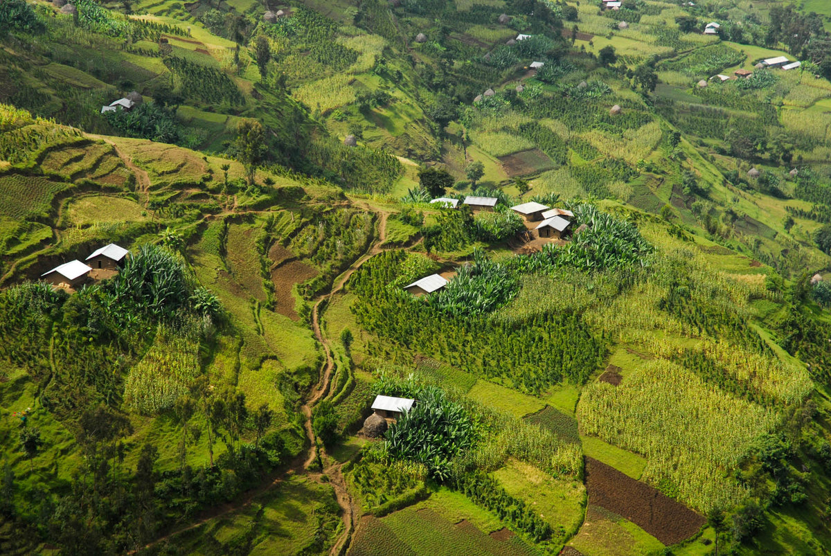 Green terraced hills and farmland in the East African highlands, sourced by Inheritance Coffee, Pensacola, FL roaster for cafes and home brewers