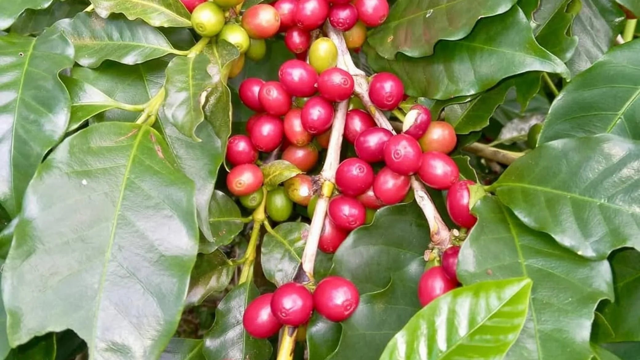 Inheritance Coffee