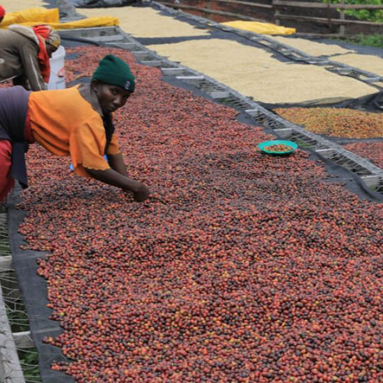 Rwanda Gitwe - Inheritance Coffee