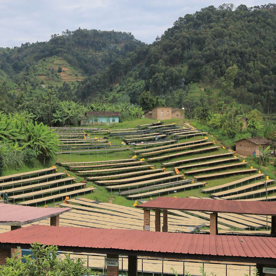 Tanzania Makonga - Inheritance Coffee
