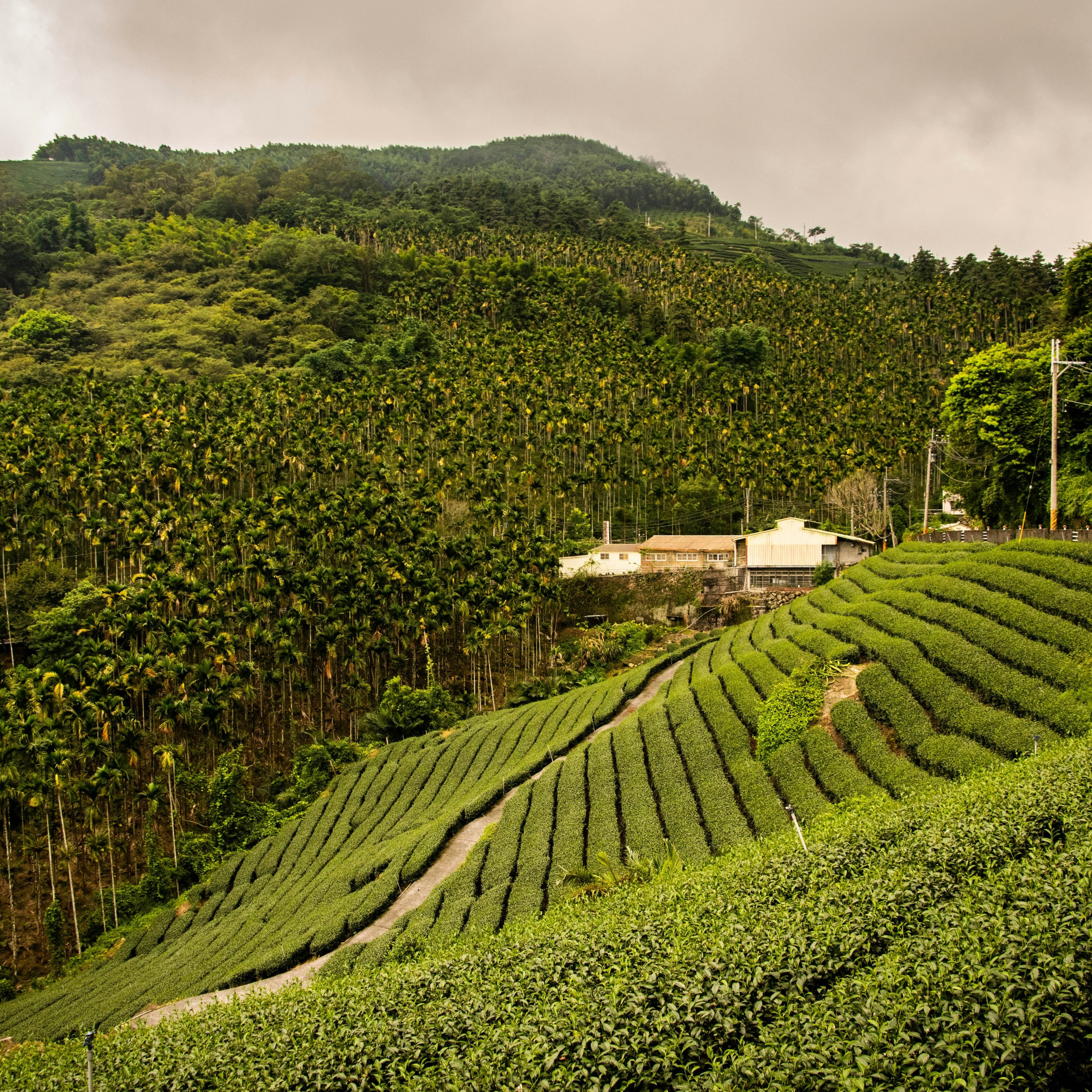 Hilly landscape with tea plantations and a building in the distance.