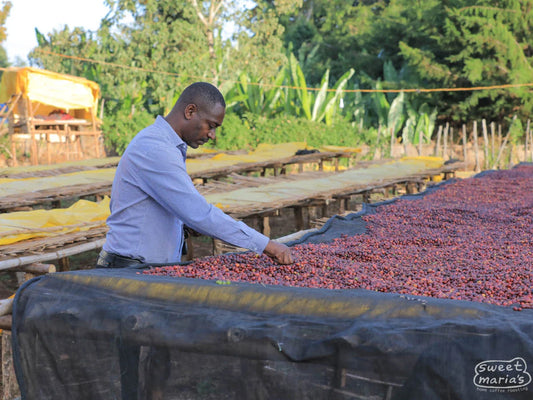 Worker checking natural coffee drying on raised beds in Guji, Ethiopia, roasted by Inheritance Coffee in Pensacola, FL for home brewers and cafes
