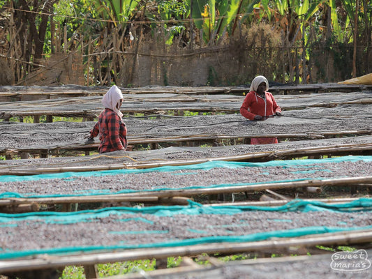 Workers tending long rows of raised coffee drying beds in Ethiopia, roasted by Inheritance Coffee in Pensacola, FL for home brewers and cafes