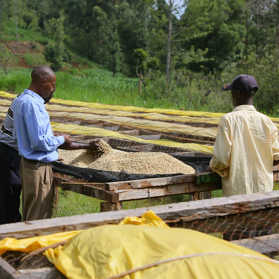 Workers at the drying tables of the Igutha factory in Nyeri, Kenya, roasted by Inheritance Coffee in Pensacola, FL for home brewers and cafes