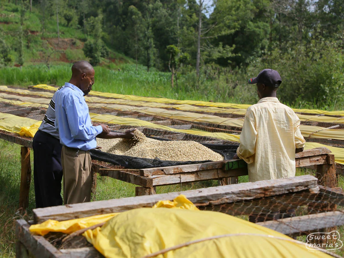Workers at the drying tables of the Igutha factory in Nyeri, Kenya, roasted by Inheritance Coffee in Pensacola, FL for home brewers and cafes