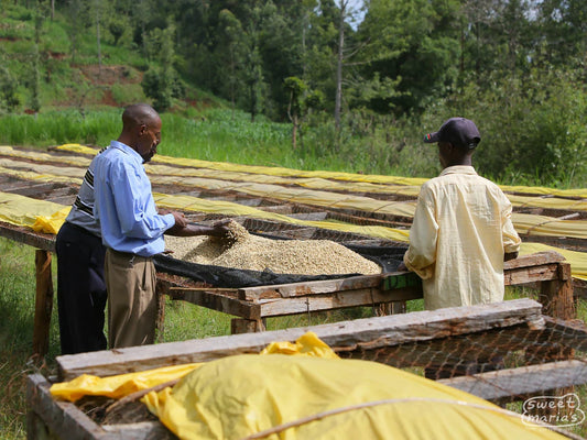 Workers at the drying tables of the Igutha factory in Nyeri, Kenya, roasted by Inheritance Coffee in Pensacola, FL for home brewers and cafes