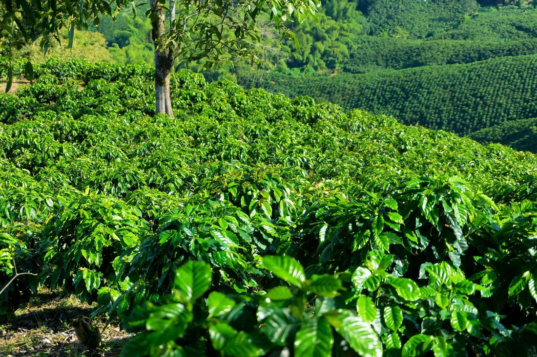 Lush Ethiopian heirloom coffee trees on a forested farm, sourced by Inheritance Coffee, Pensacola, FL roaster for cafes and home brewers